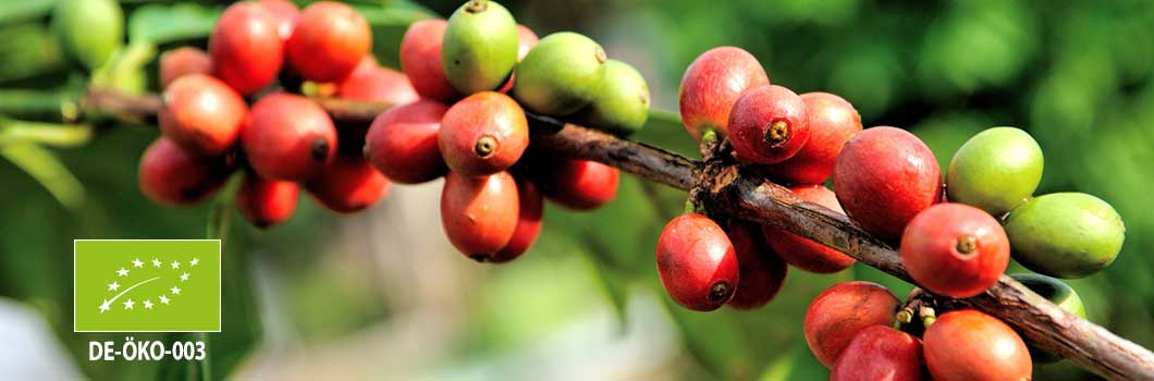 Biologisch angebaute Arabica Kaffees schonend im Langzeit-Trommelröstverfahren von der Kaffeerösterei Klingler geröstet.