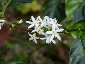 Weiße Kaffeeblüten in der besten Anbauregion Tarrazu in Costa Rica