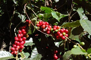 In Costa Rica werden ausnahmslos Arabicakaffees angepflanzt. Die reifen roten Kaffeekirschen werden per Hand geerntet