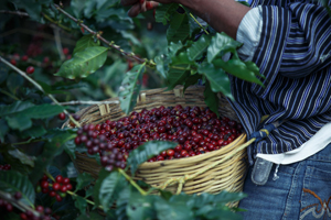 In Kolumbien werden nur Arabica Kaffeepflanzen angebaut. Die reifen roten Kaffeekirschen werden ausschließlich per Hand geerntet um höchste Qualität zu garantieren.