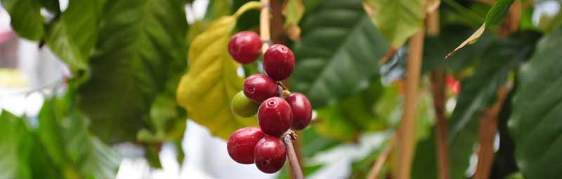 Kaffeebaum mit Kaffeekirschen wächst in der Kaffeerösterei Klingler