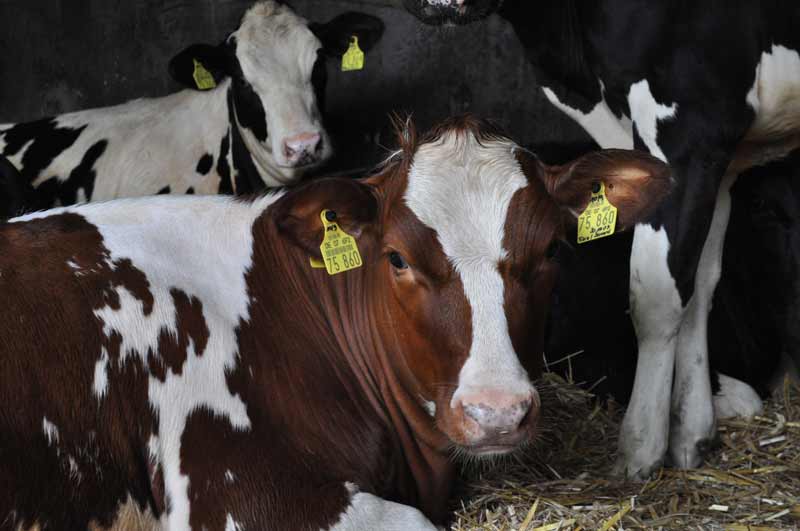 Frische Biomilch von glücklichen Kühen des lokalen Milchbauers