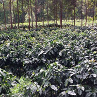 Microlot Kaffeeplantage von Amado Jose dos Reis