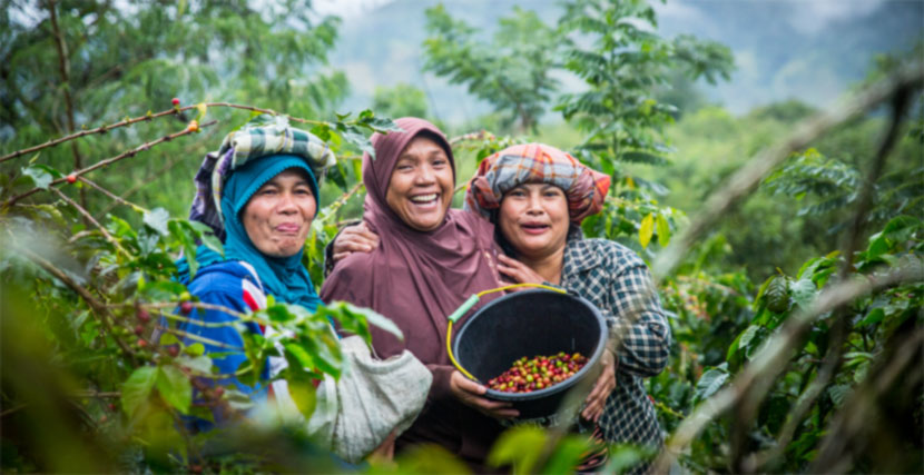 Kaffeepflueckerinnen im Aceh Hochland