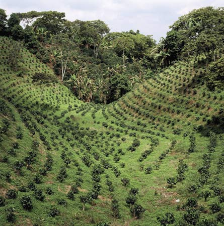 Kaffeeanbauland Indien Arabica India Plantation