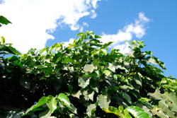 Bio-Kaffees werden vorgeschriebenen Regeln angebaut