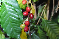 Spezialitätenkaffee in unserer Kaffeemanufaktur Ernte per Hand statt
