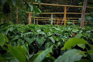 Direkt gehandelter Plantagenkaffee aus Nicaragua. Nachhaltig angebaut, natural aufbereitet und schonend im Langzeitröstverfahren veredelt