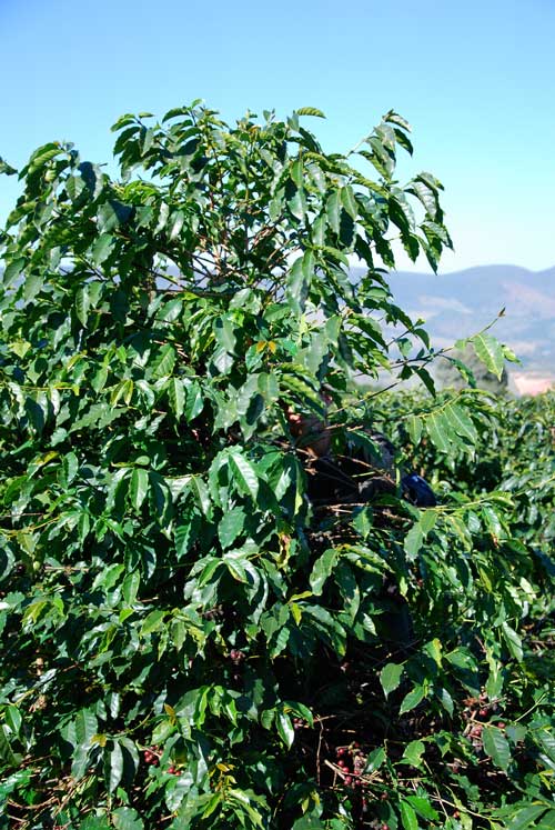 Kaffebäume können viele Meter hoch werden