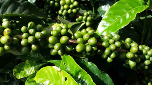 Kaffeebaum mit Kaffeekirschen auf der Kaffeeplantage