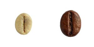Robusta Kaffeebohne