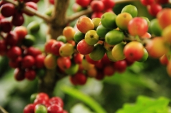 Kaffeeanbauregion Asien