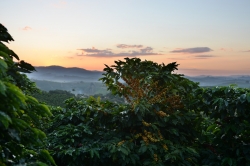 Jamaica Blue Mountain - exklusive Kaffeerarität