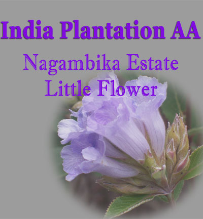 Indien Plantation AA Little Flower