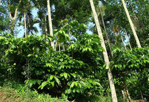 Im Land der Bäume, wie Guatemala auch genannt wird, wachsen die Kaffeepflanzen unter dem Schutz einheimischer Bäume.