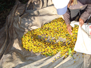 Der Yellow Icatu ist eine Arabica Varietät die besonders süßlich schmeckt.