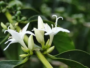 Kaffeebülte duftet nach Jasmin