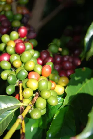 Wunderschöne, rote, gesunde Kaffeekirschen