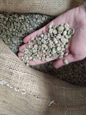 Honduras COMSA Kaffee, biologisch angebaut