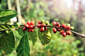 Arabica Kaffeekirschen aus Java werden handgepflückt.