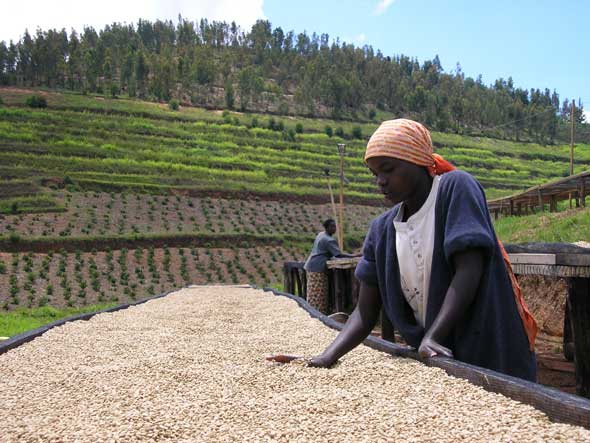 Kaffee trocknet auf African Drying Beds