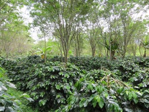 Kaffeeplantage inmitten der Wälder Sumatras